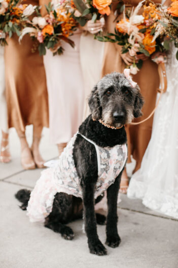 Wedding dog wearing outfit